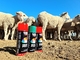 رذاذ الطلاء Plyfit Livestock Marker No Harming Cow Sheep Marking Spray Paint